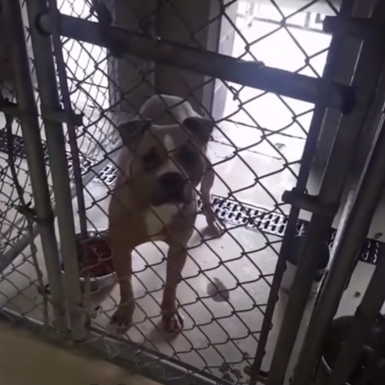 dog standing in the cage