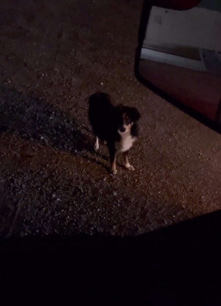 dog standing on a country road