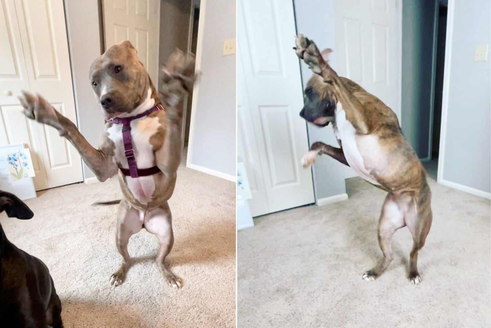 dog standing on a two legs