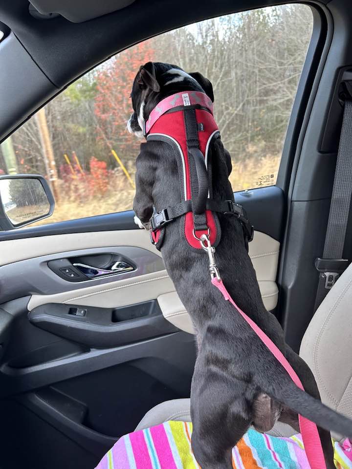 dog standing on the car window