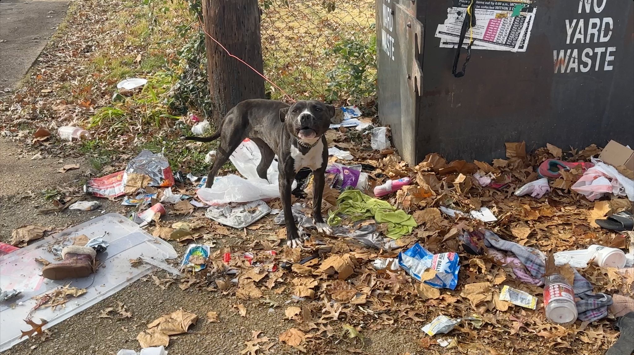dog standing tight outdoor in garbage