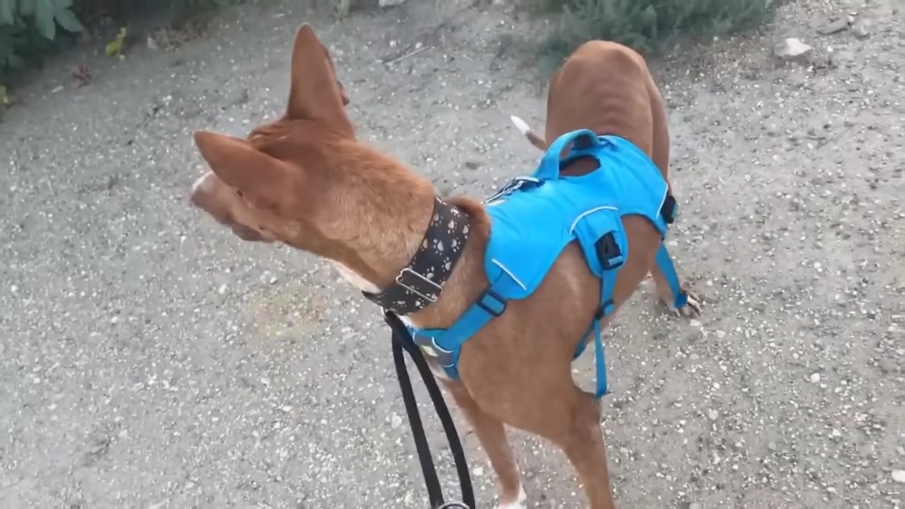 dog wearing a blue harness