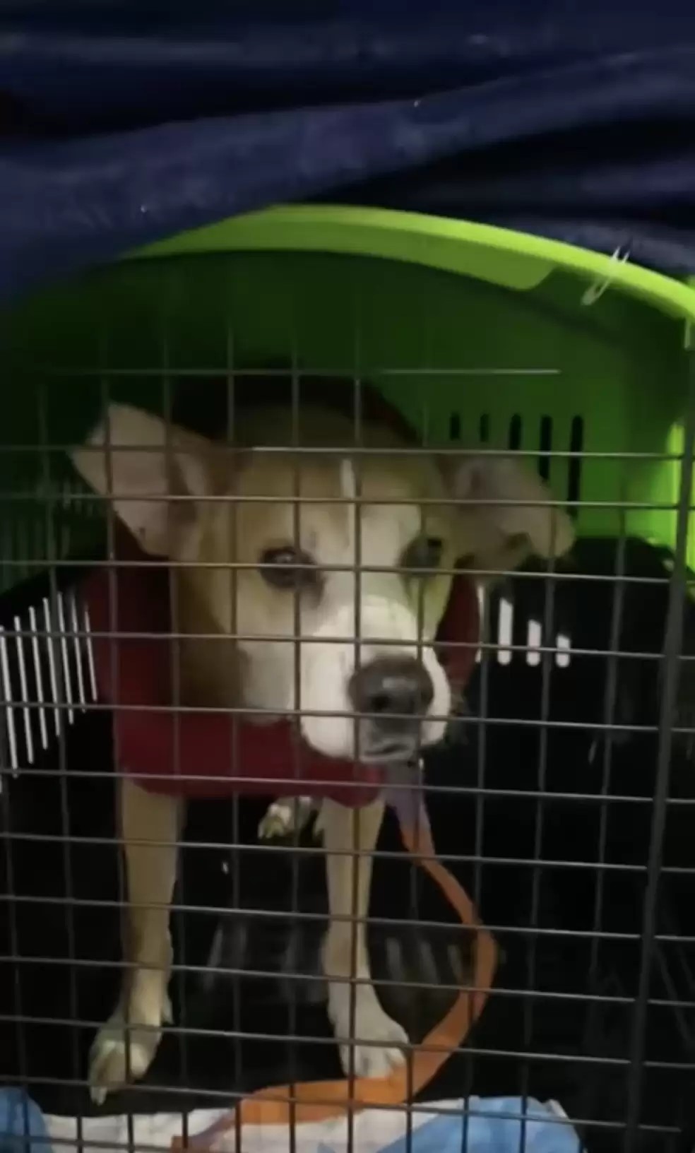 dog with clothes on standing in cage