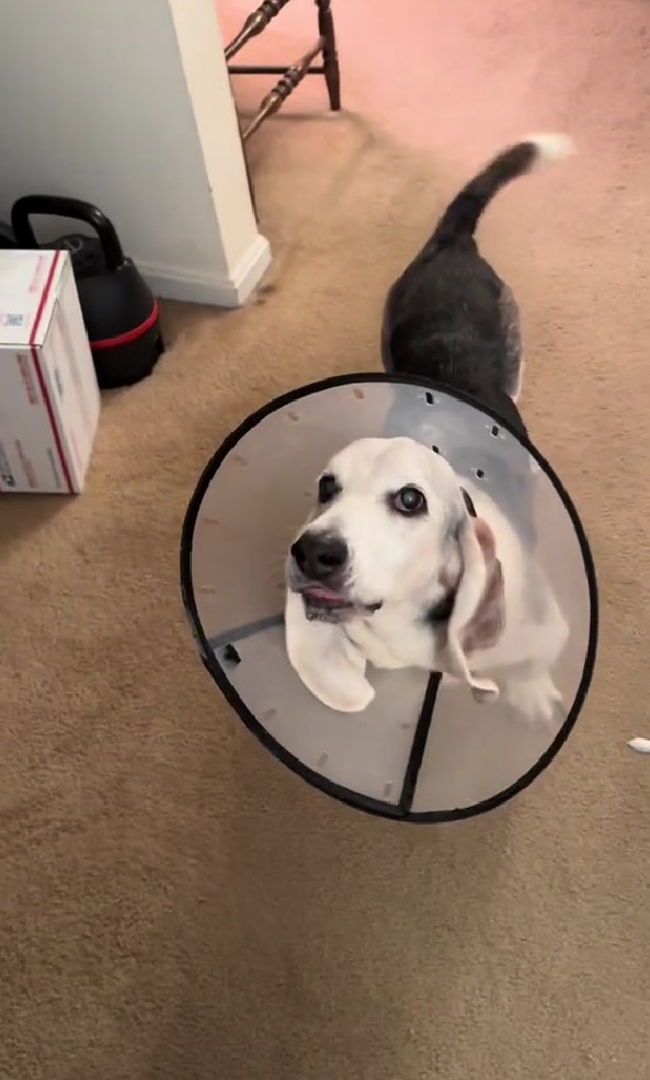 dog with cone around his neck at home