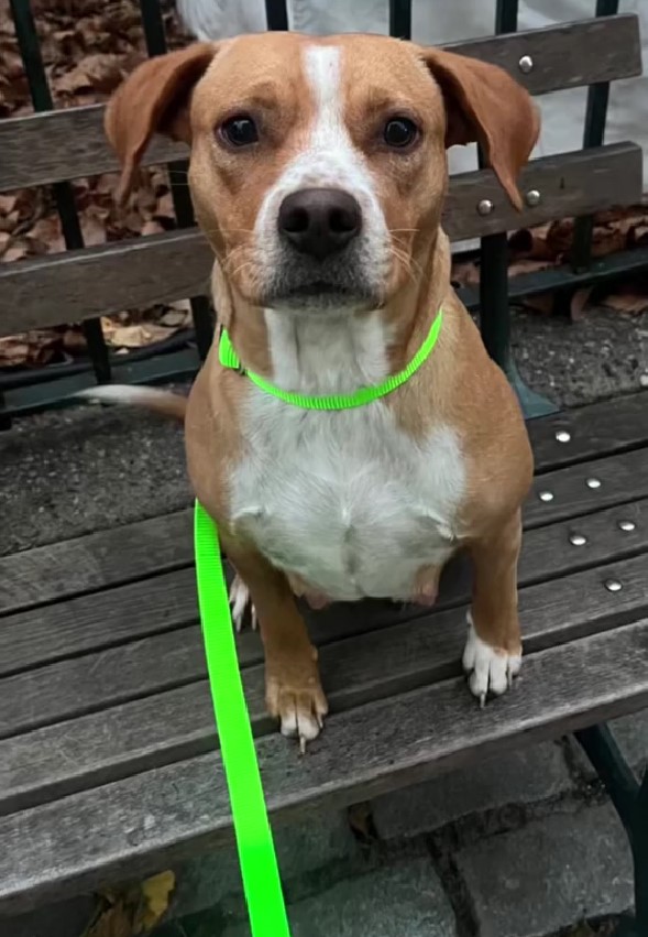 dog with green necklace