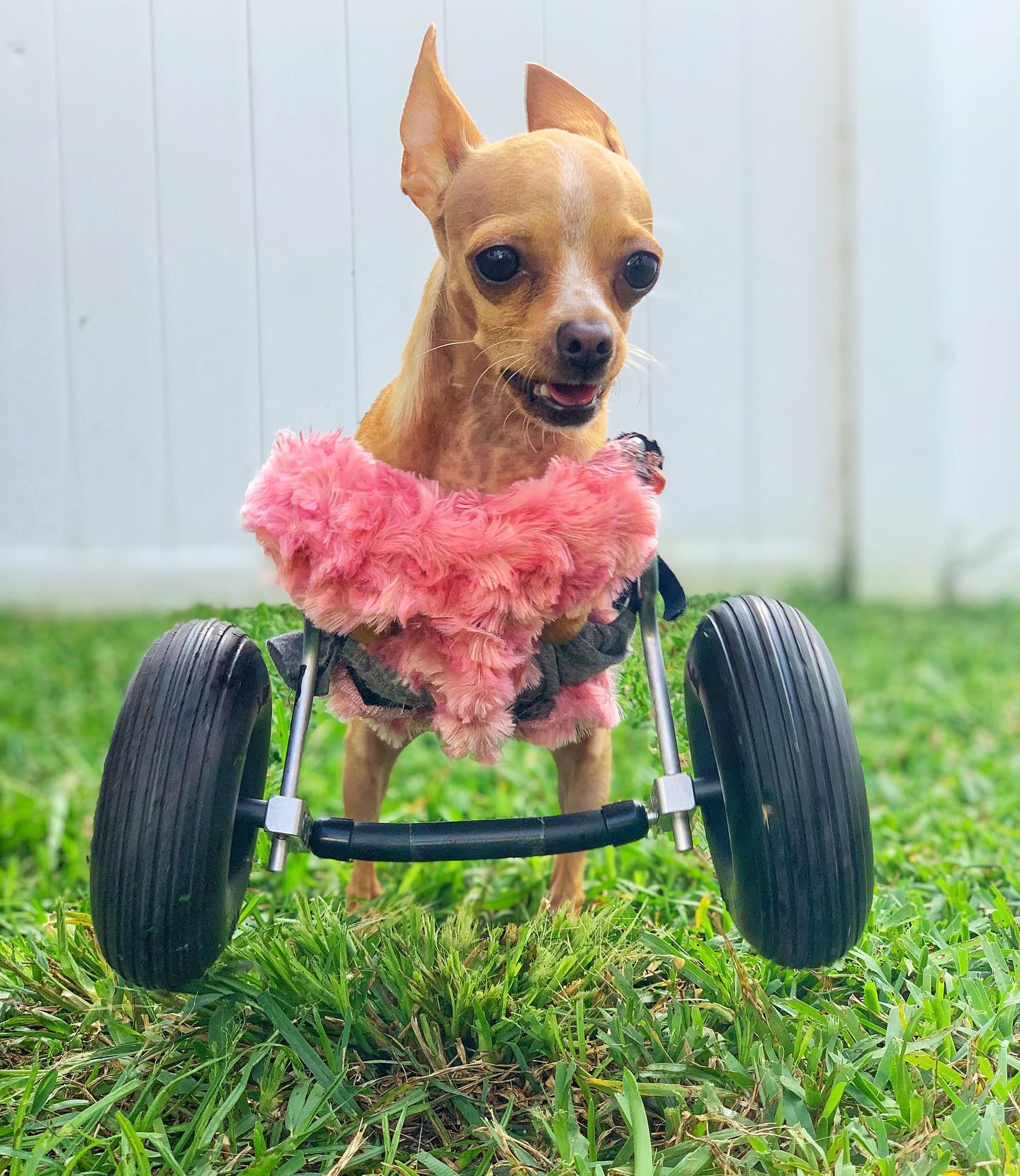 dog with two legs using walking wheels