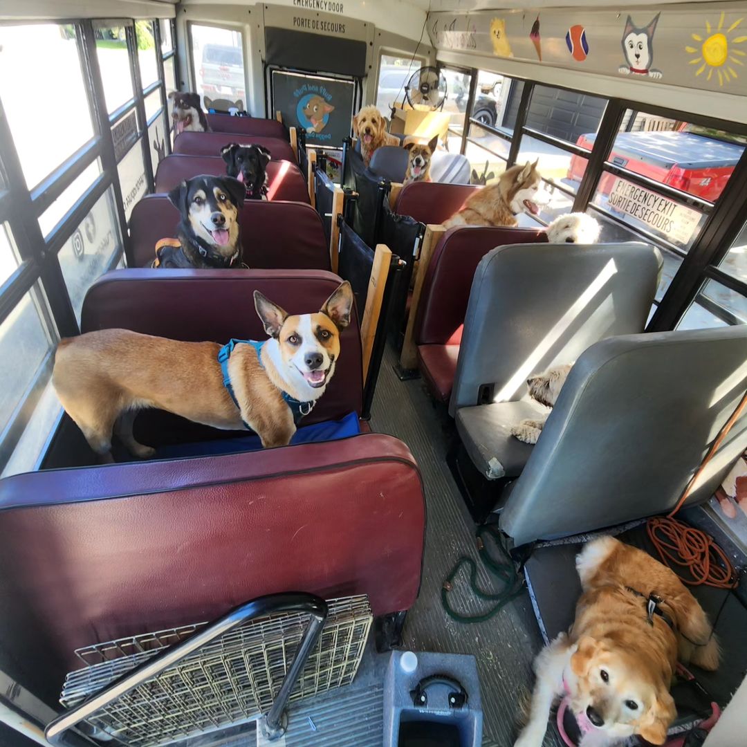 dogs in the bus