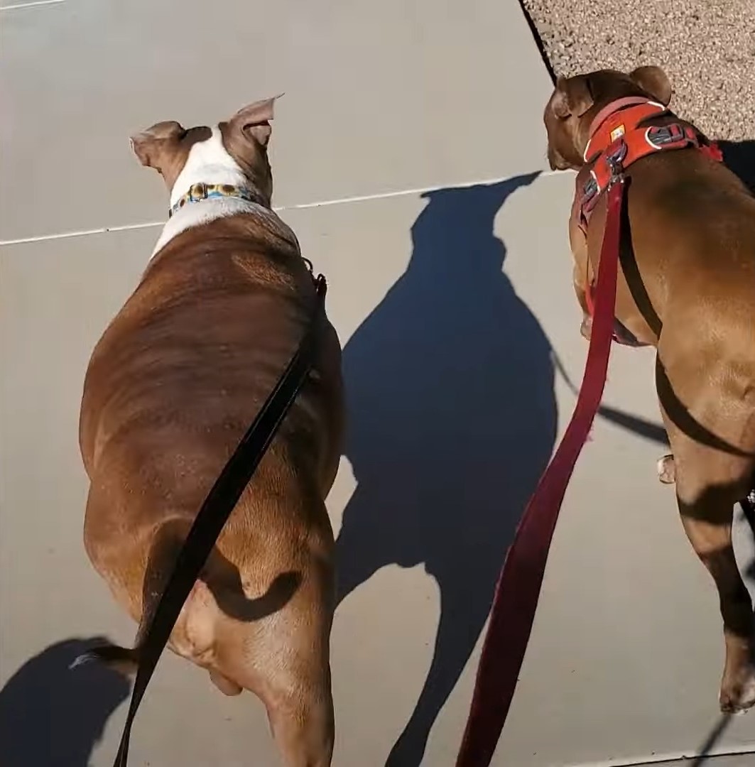 dogs on leash walking