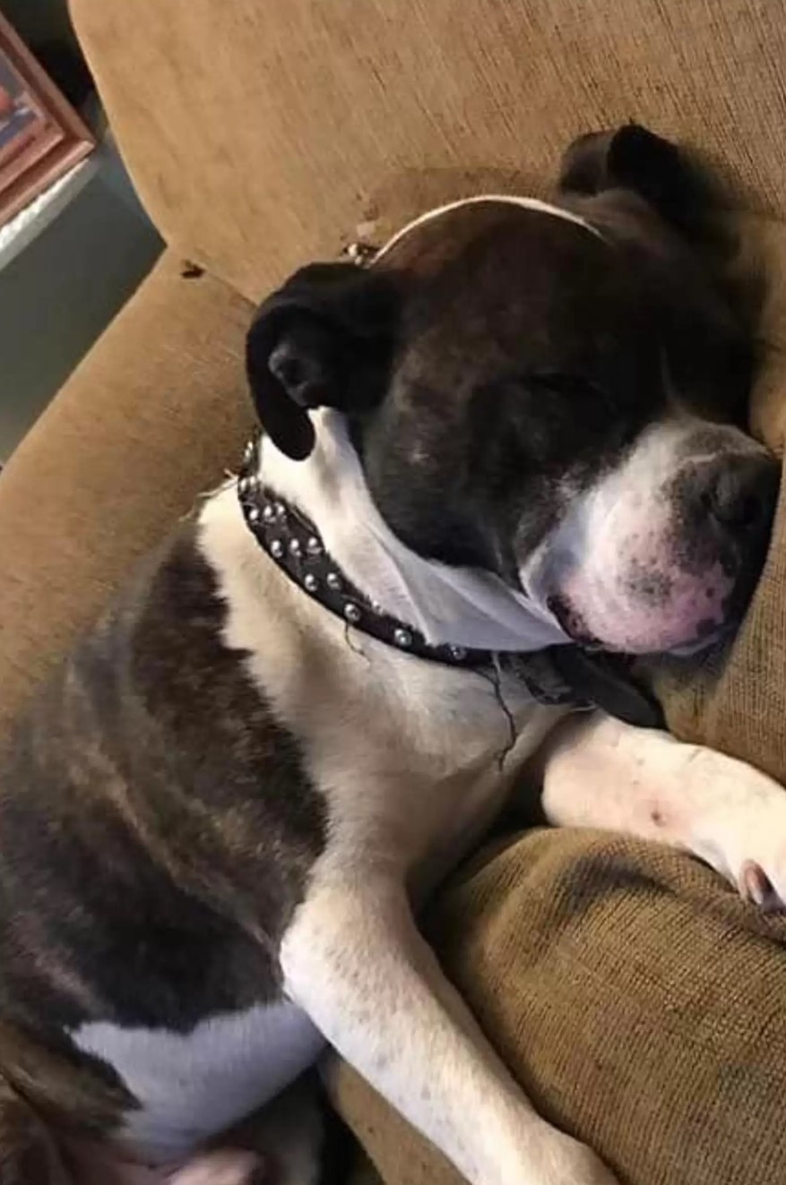 dog sleeps on the couch