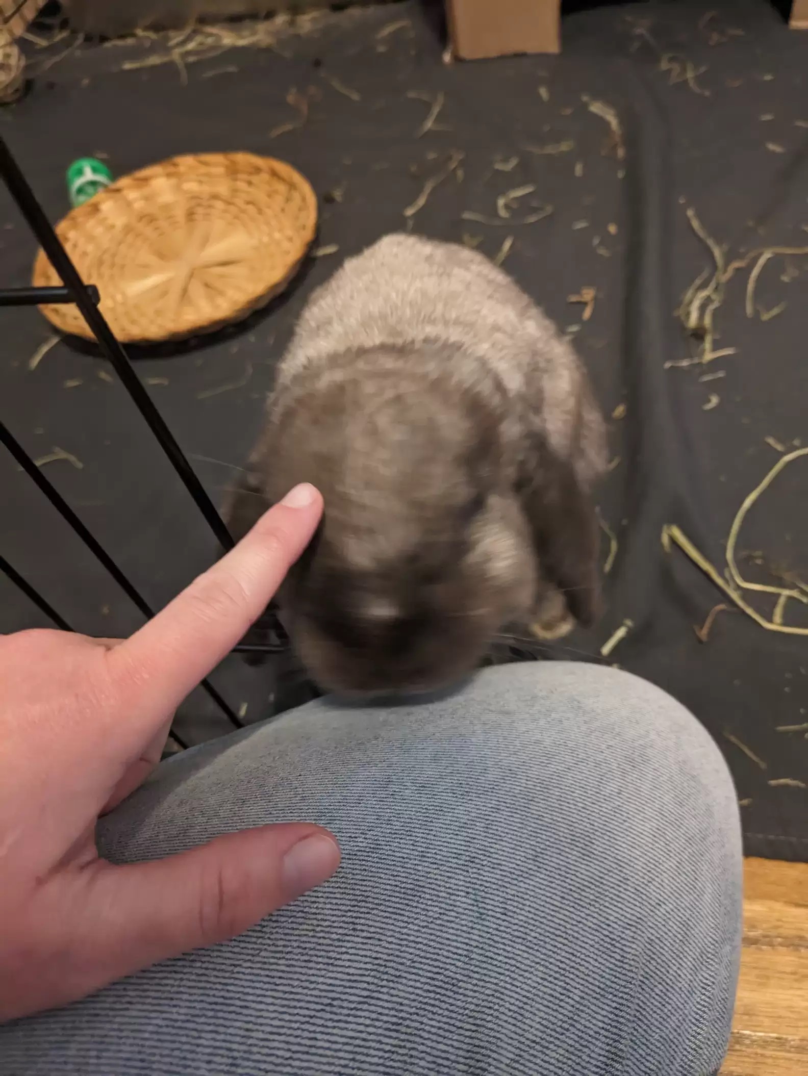 finger touching the animal