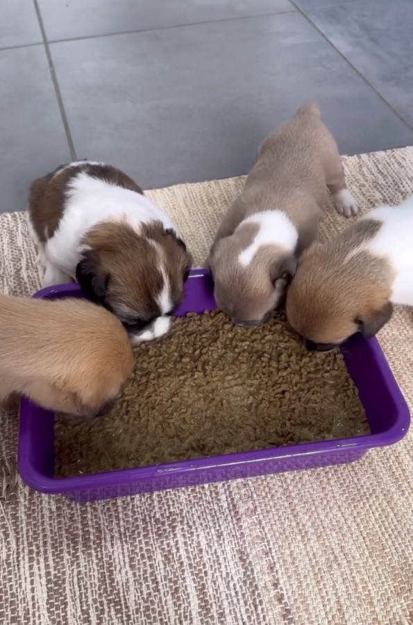 four little puppies eating