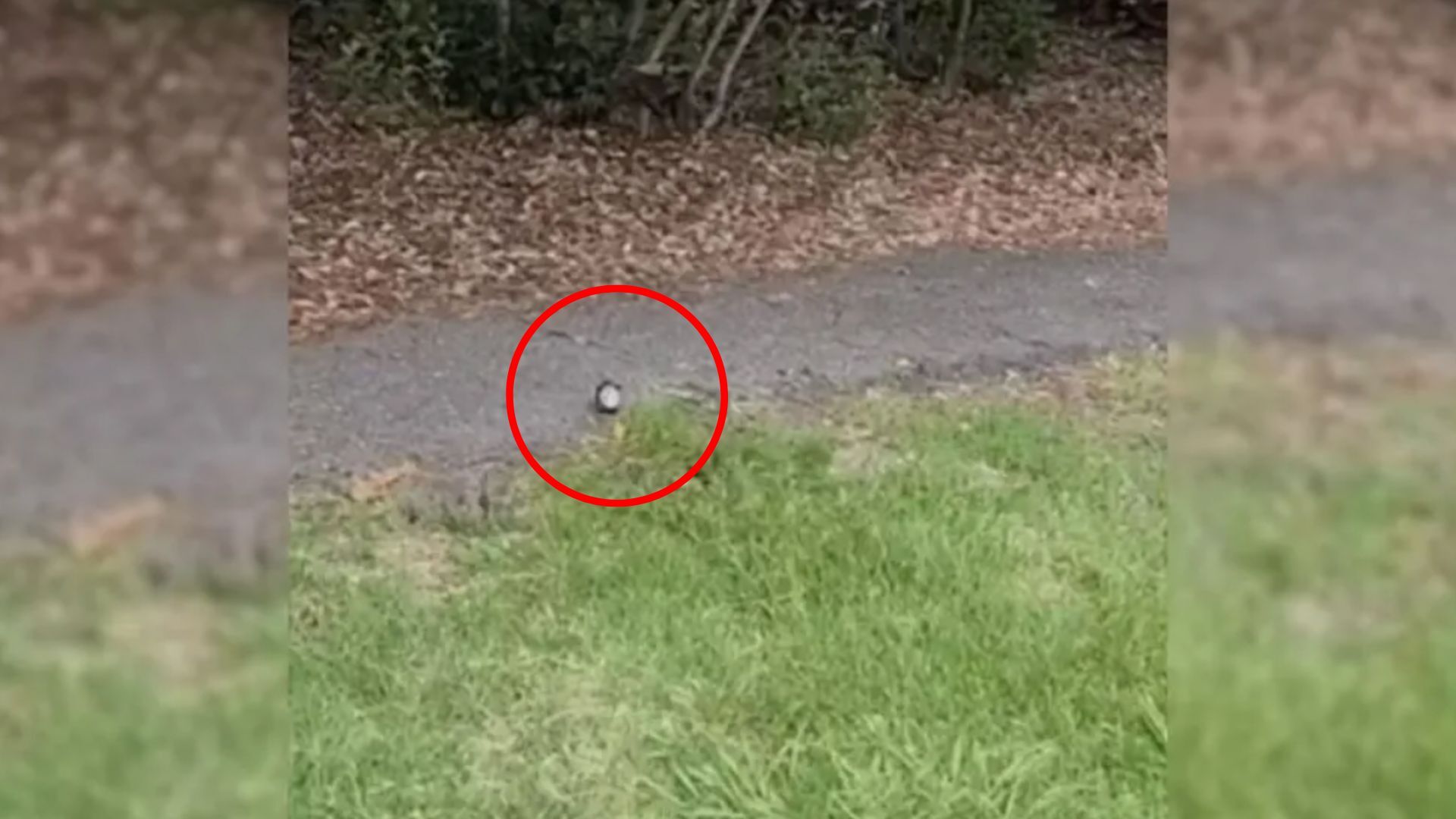fuzzy lump on cement path