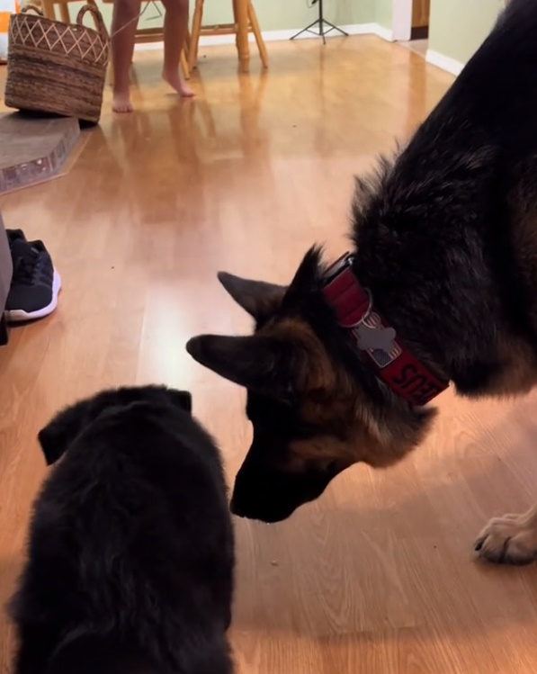 german shepherd with another dog