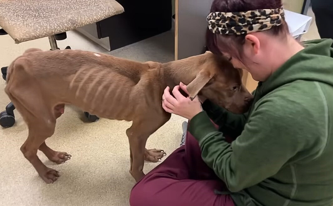 girl playing with skinny dog