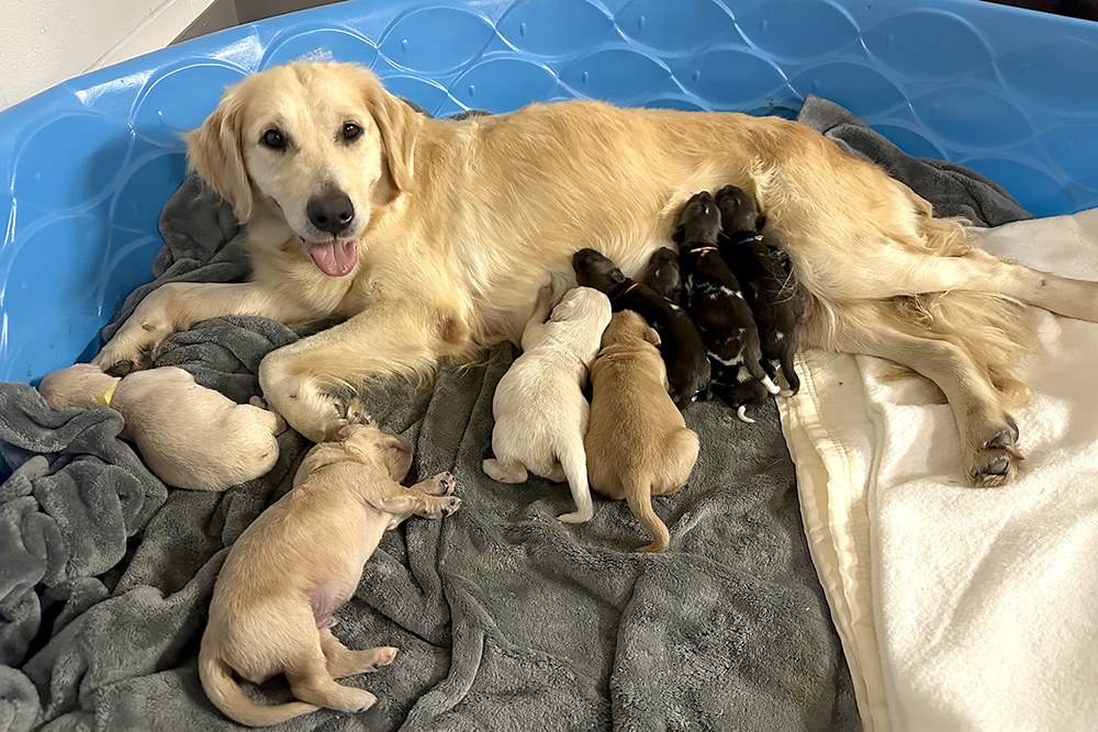 golden retriever dog breastfeeding puppies