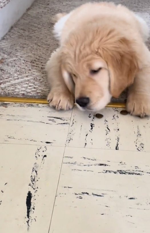 golden retriever puppy on the floor
