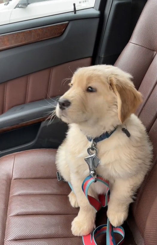 golden retriever puppy sitting in the car