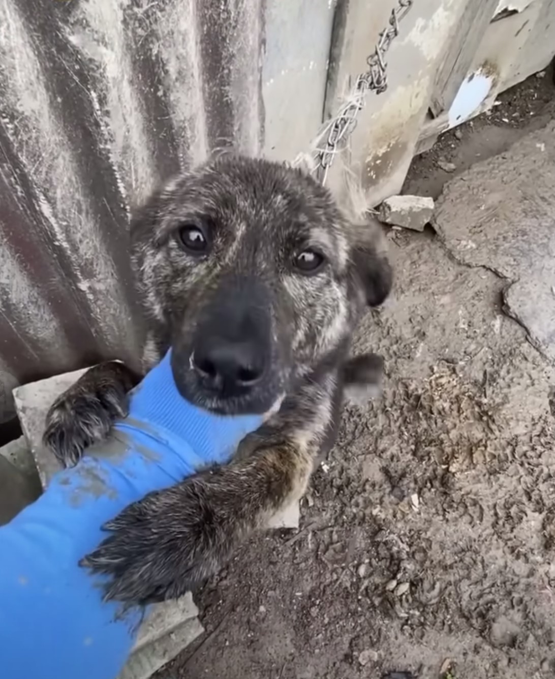 guy helping a tied dog