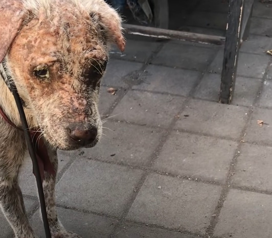 hairless dog on the street