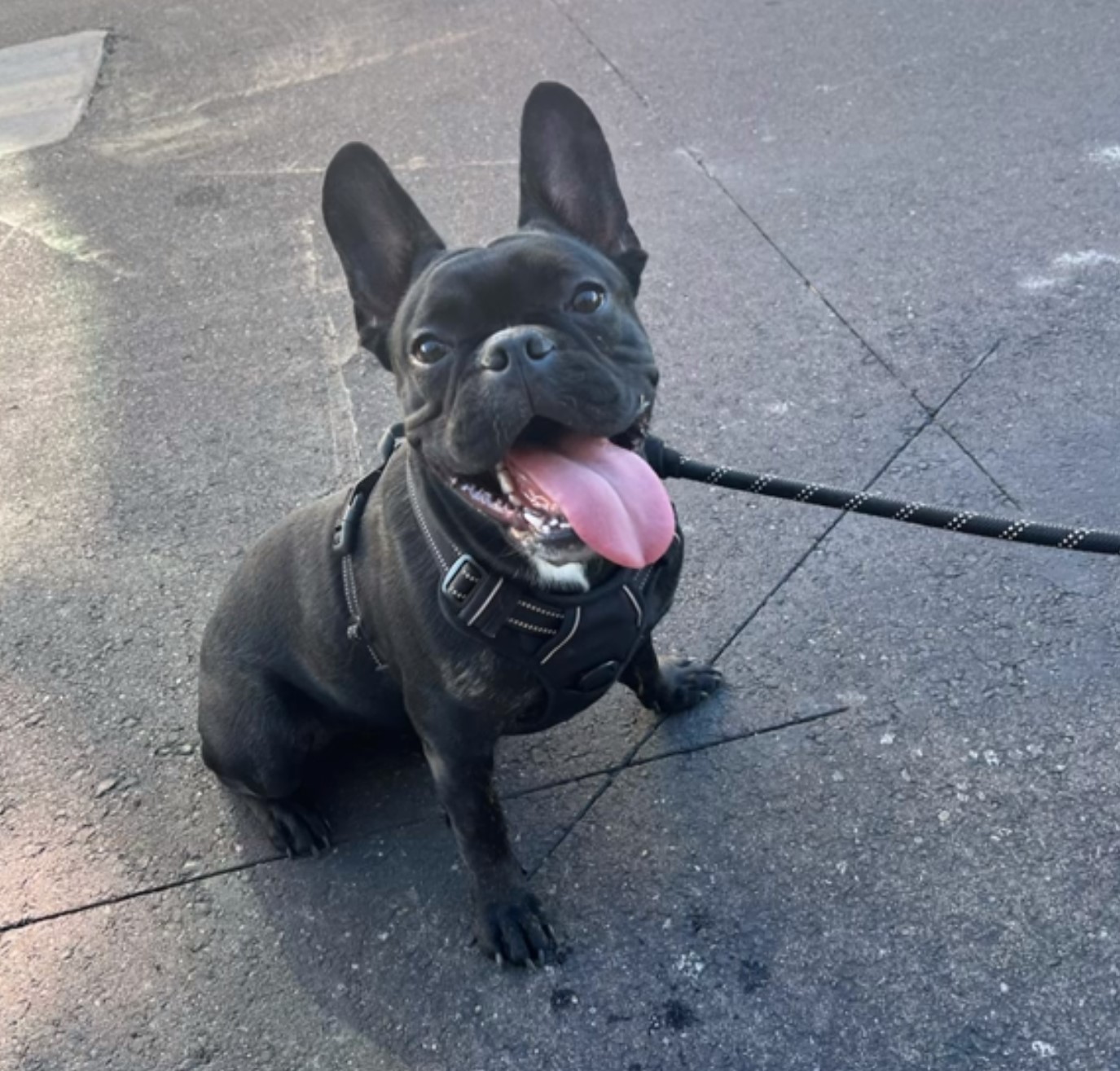 happy black dog on a leash