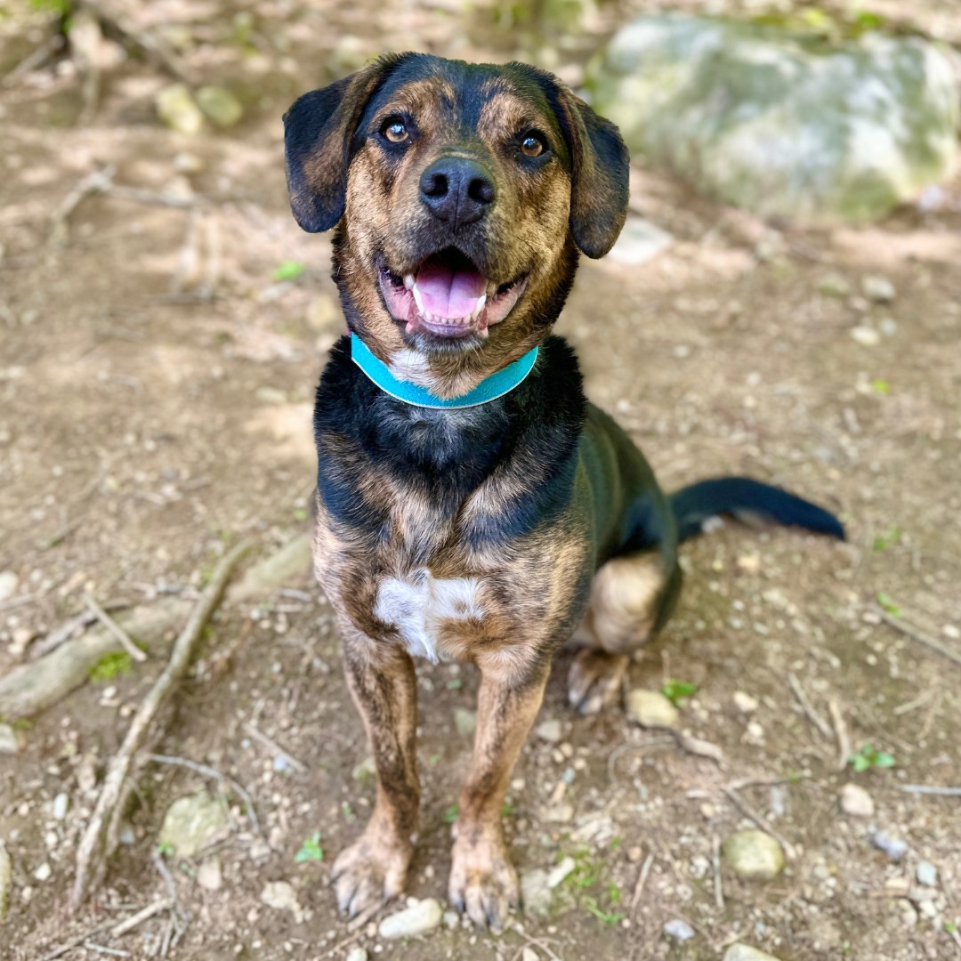 happy dog in the forest