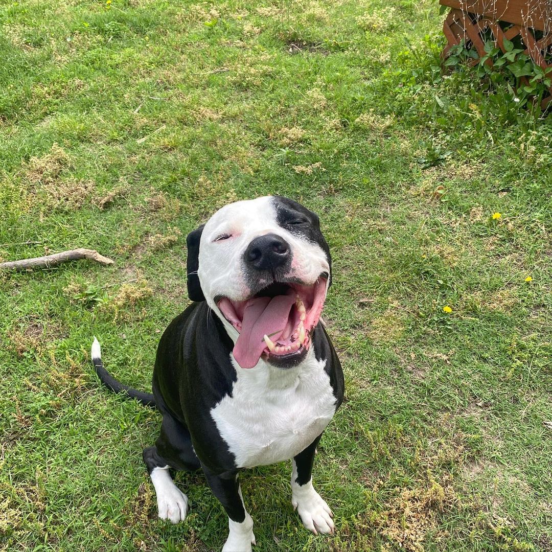 happy dog outdoors