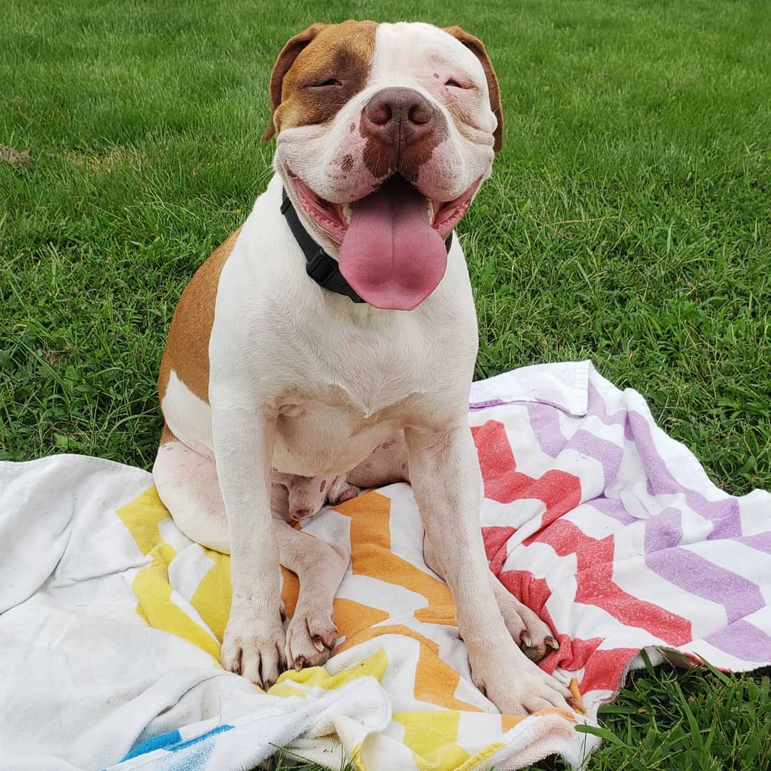 happy dog sitting on colorful blanket
