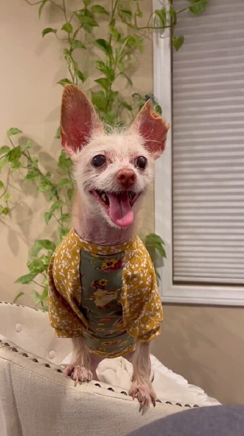 happy dog with colorful shirt