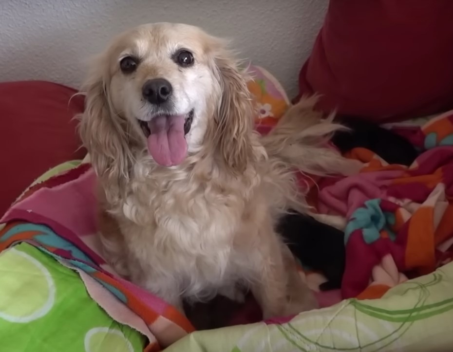happy mother dog sitting on a bed