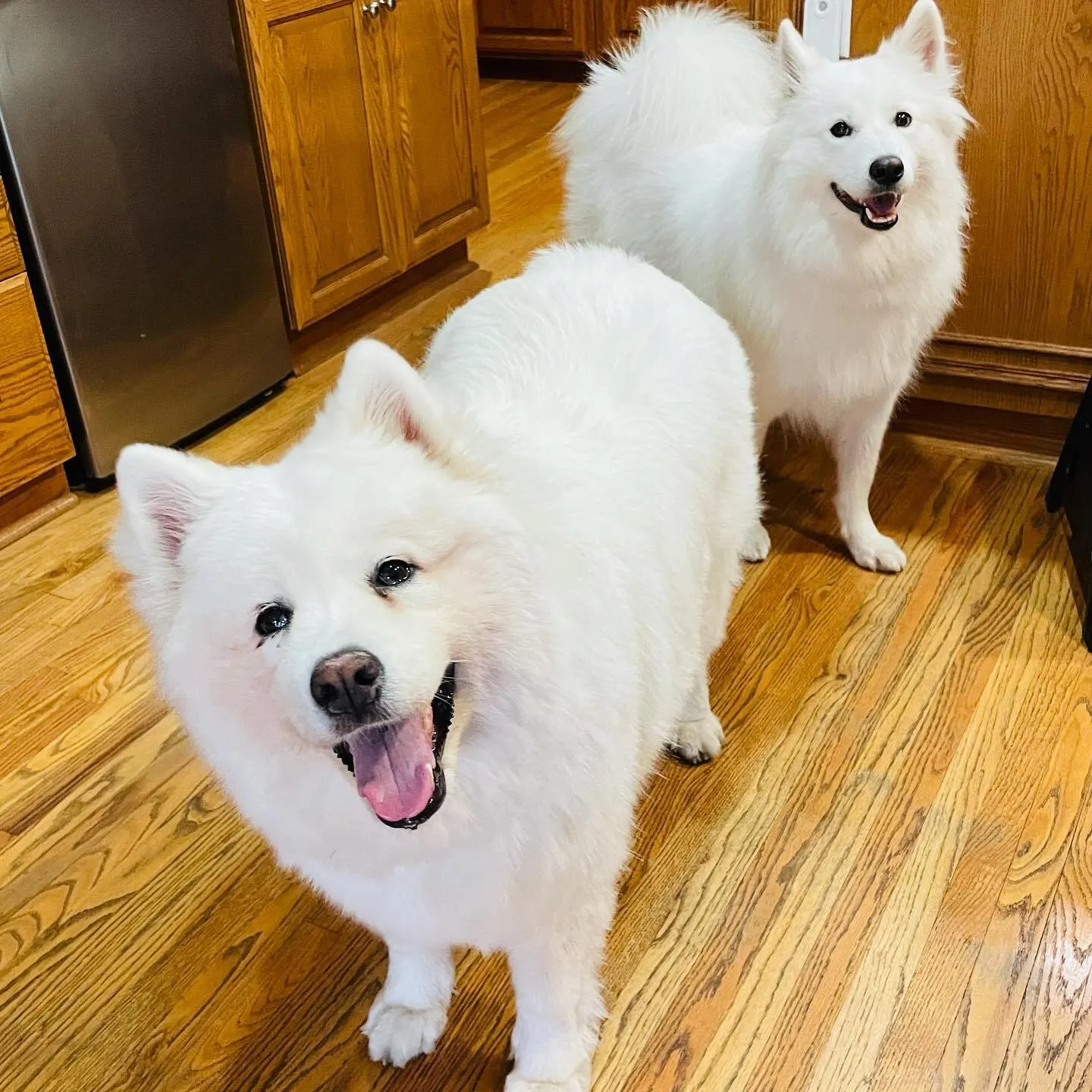 happy white fur dogs