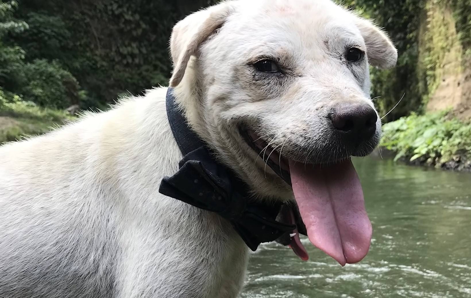 healed white dog