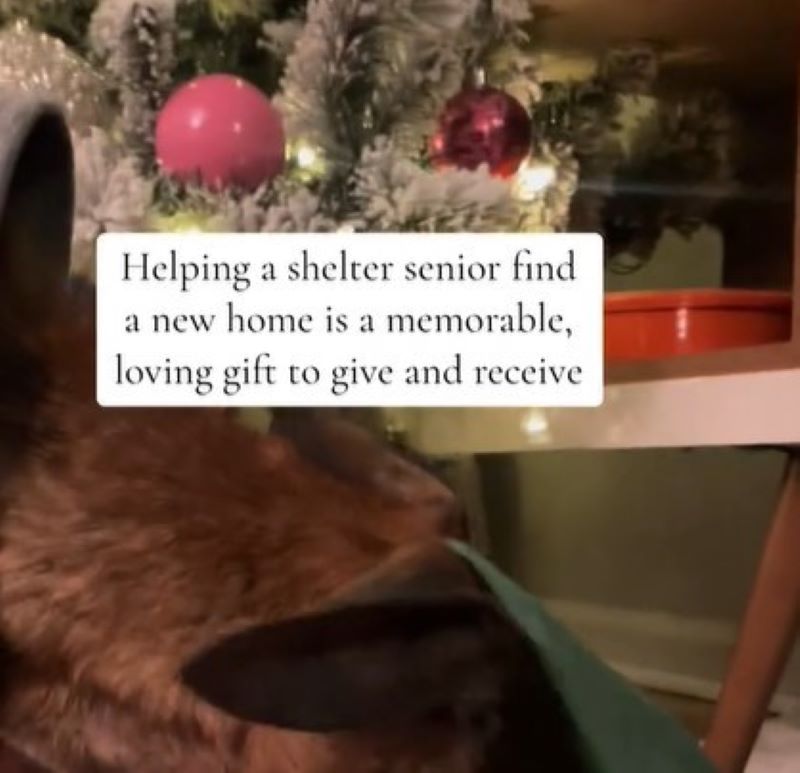quote about helping senior dogs find home