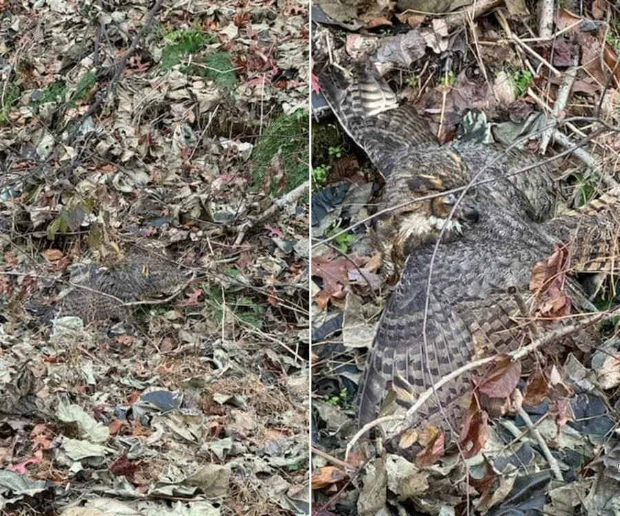 injured owl on the ground