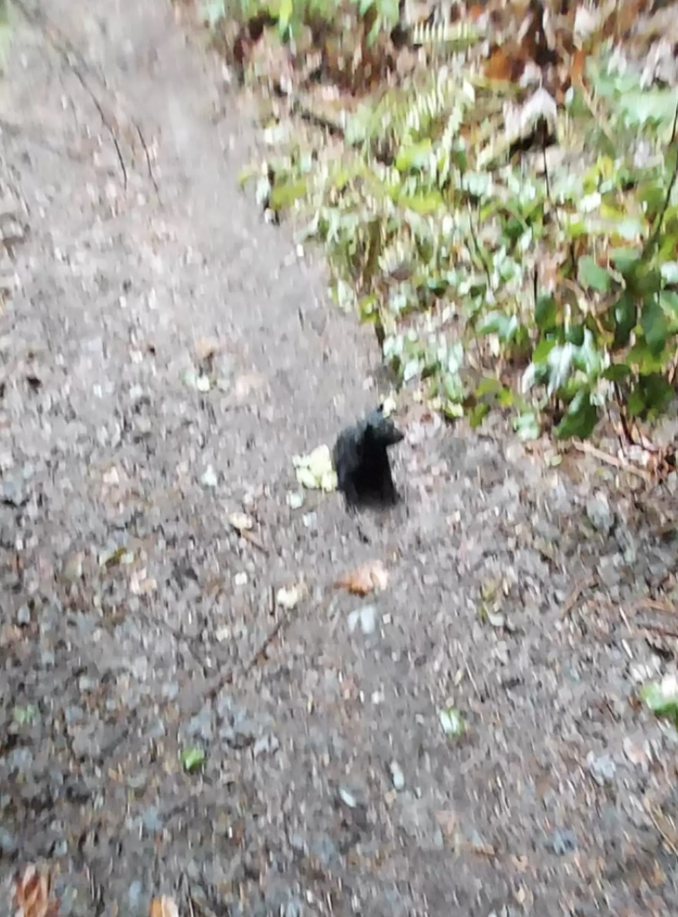 little bear on a wood road