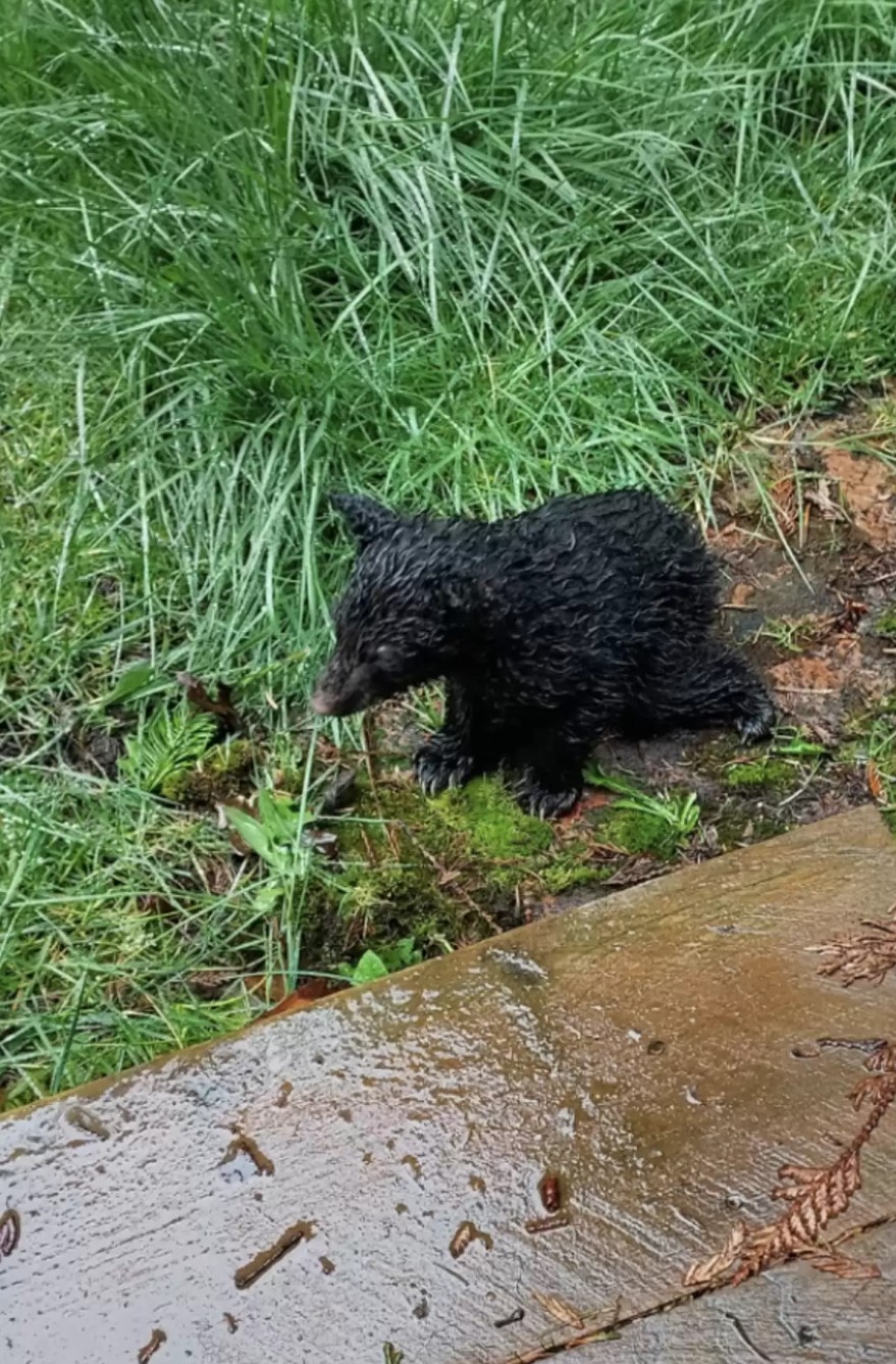 little bear walking in wood