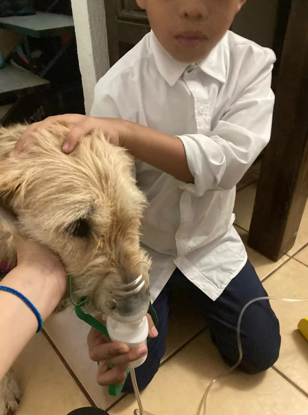 little boy helping inhaled dog