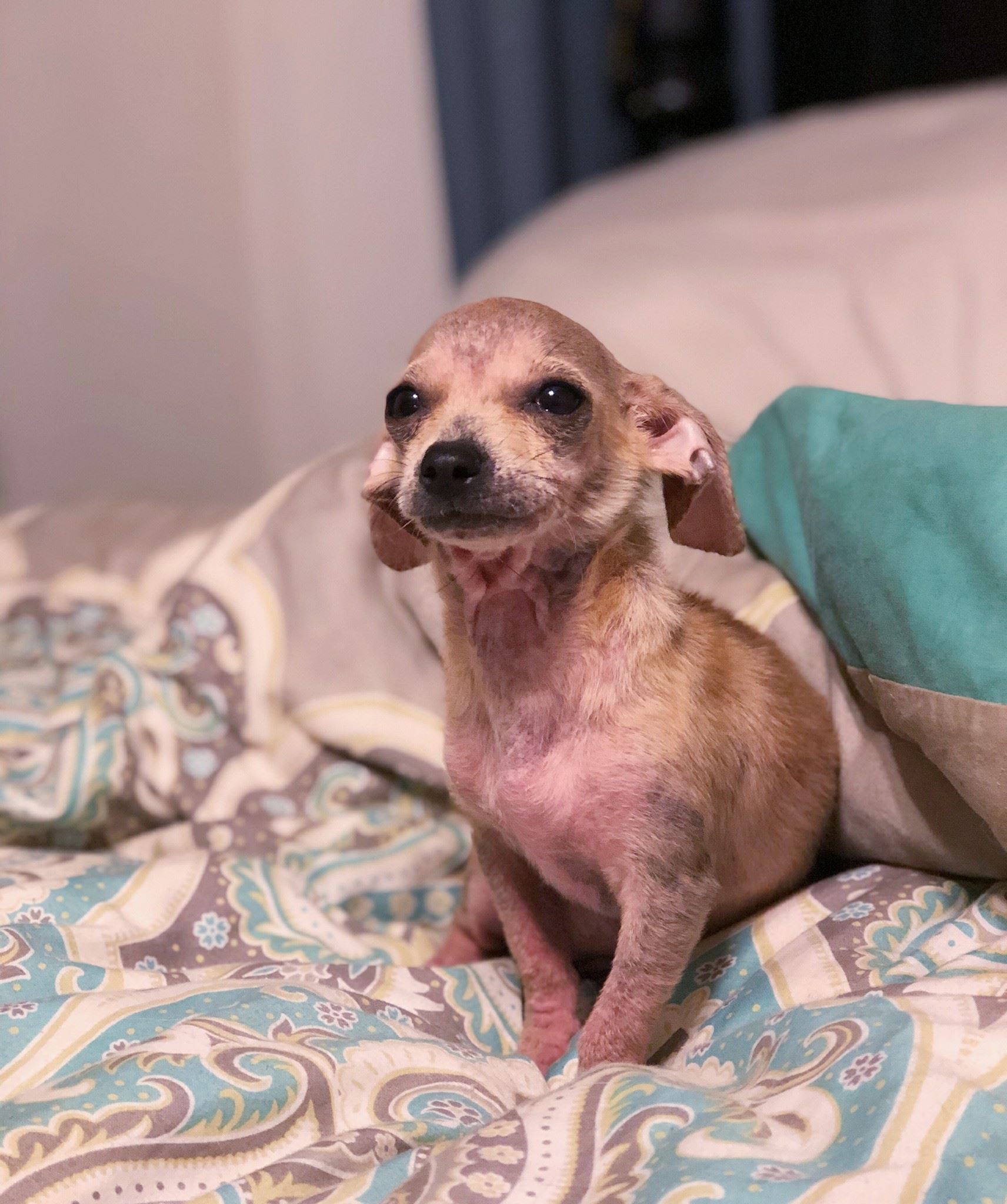 little dog on the bed