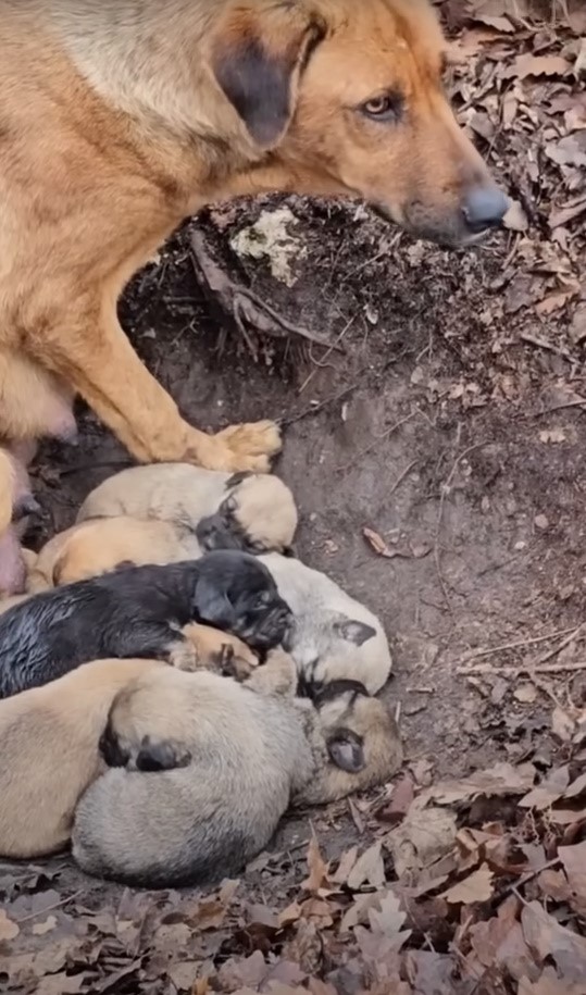 mama dog with her puppies