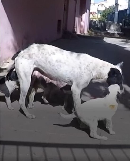 mama dog with puppies