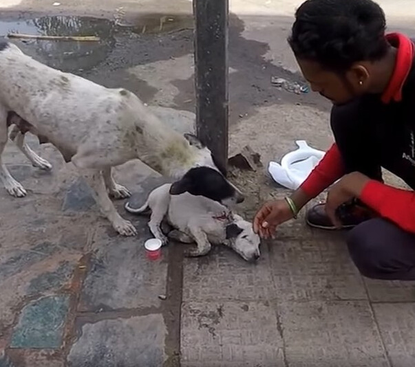 man petting puppy