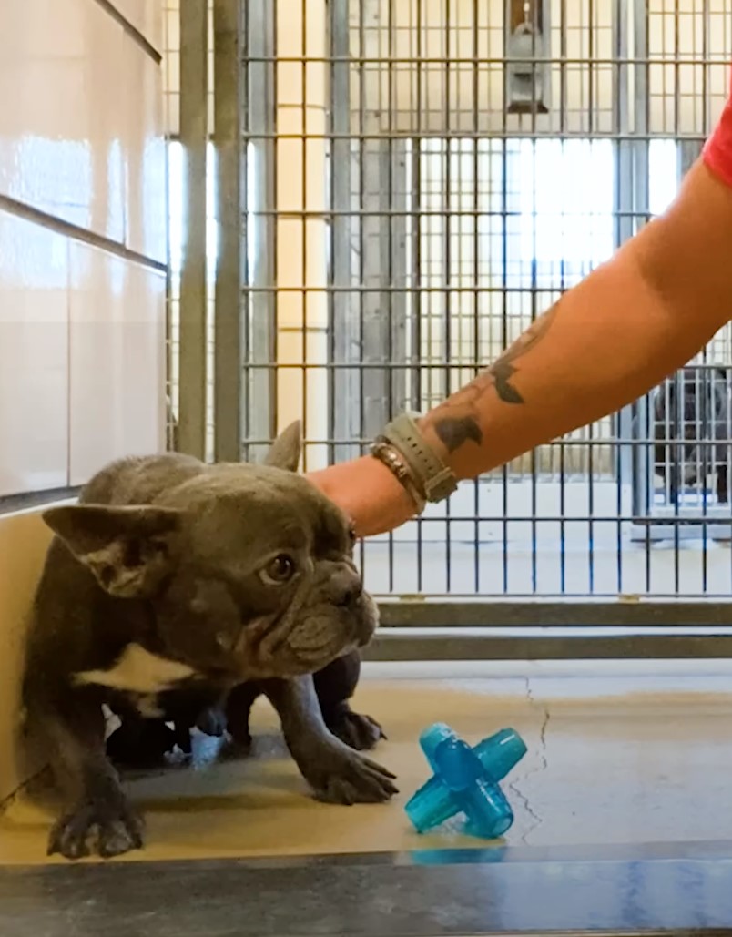 man trying to pet scared frenchie