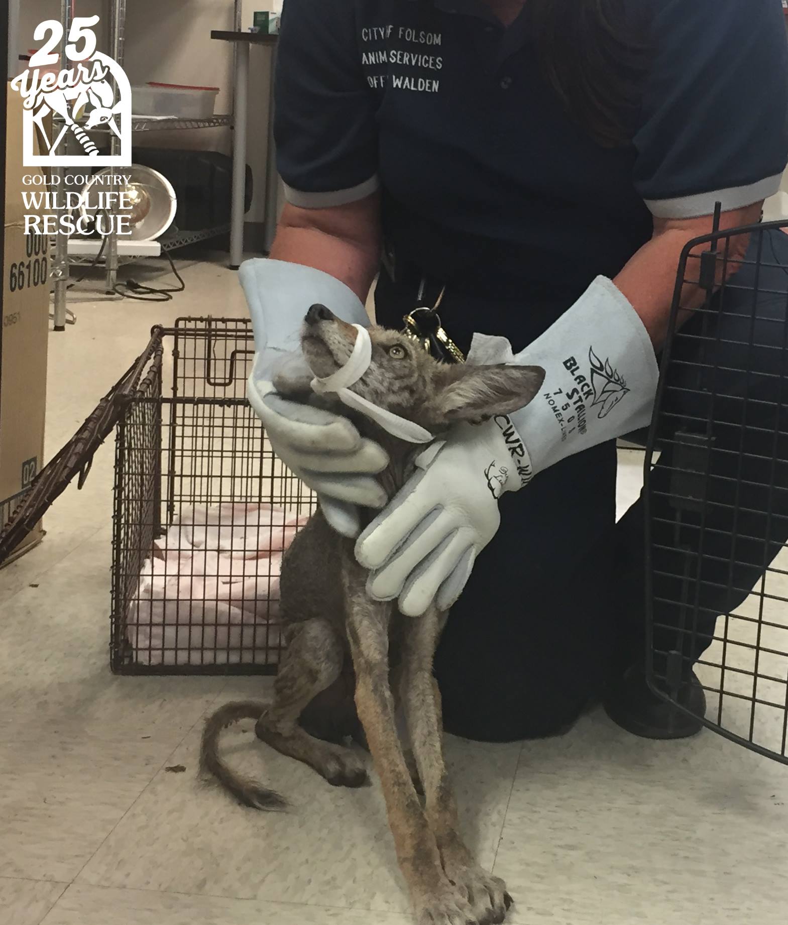 man with gloves holding down a coyote