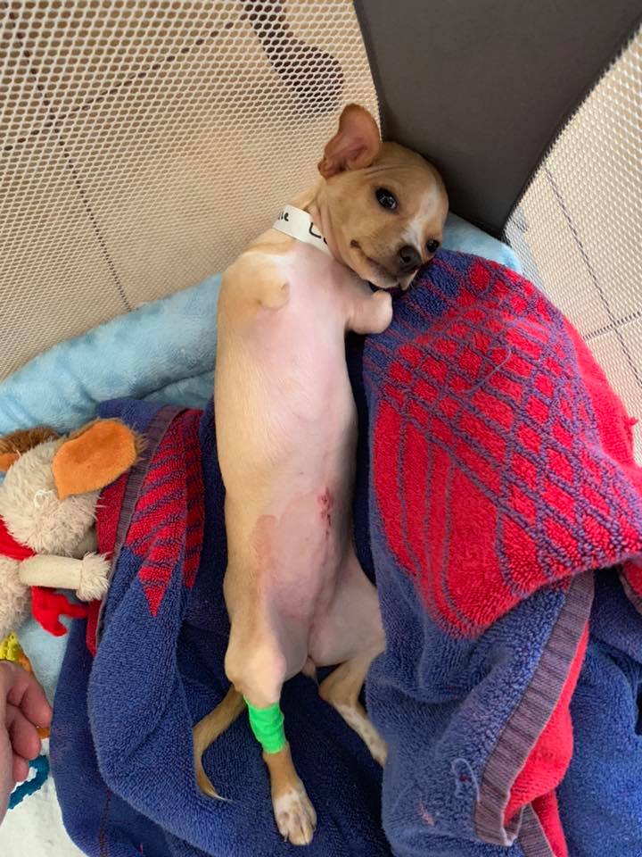 miracle dog lying on its back