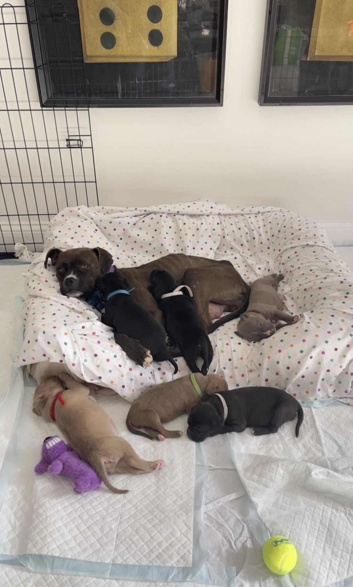 mom dog and puppies on bed