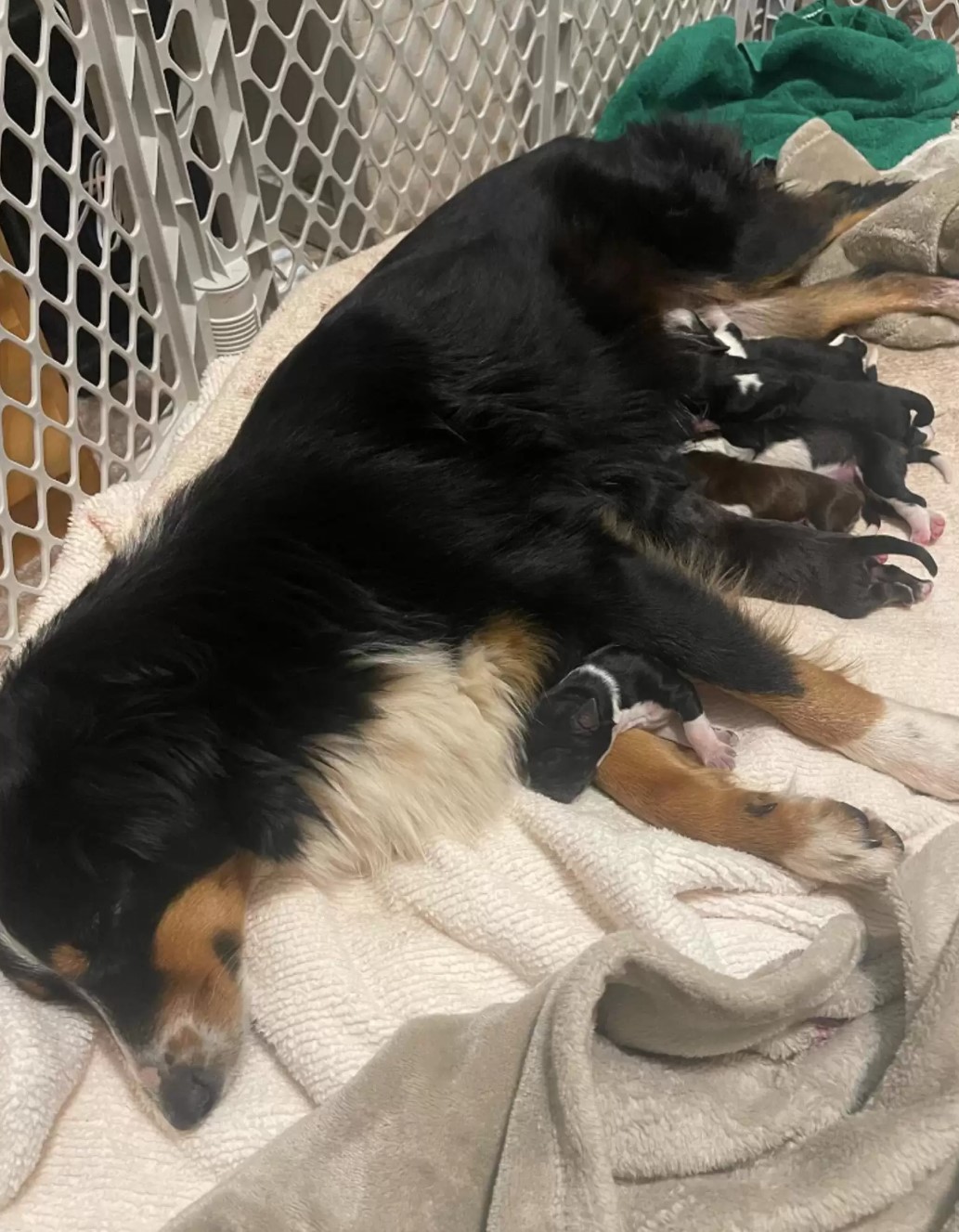 mother black dog feeding puppies