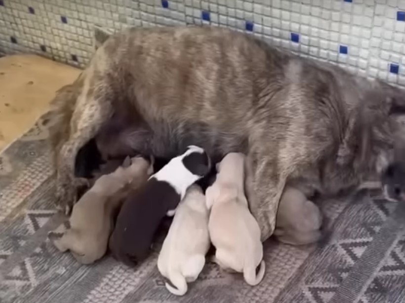 mother dog breastfeeding puppies