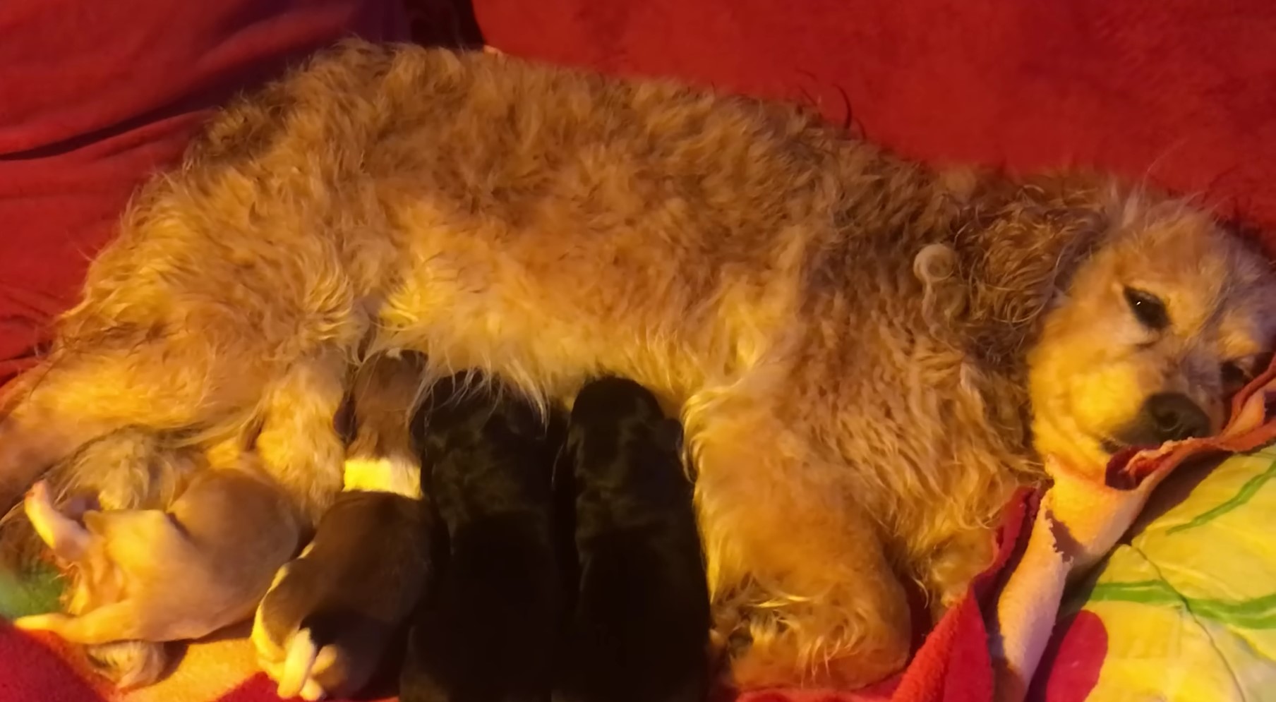 mother dog feeding four puppies