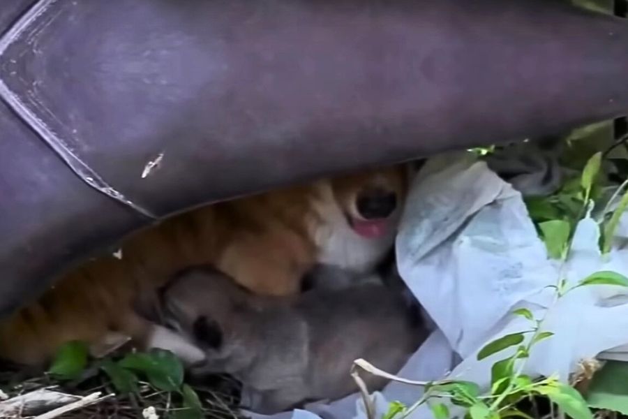 mother dog hiding its puppies