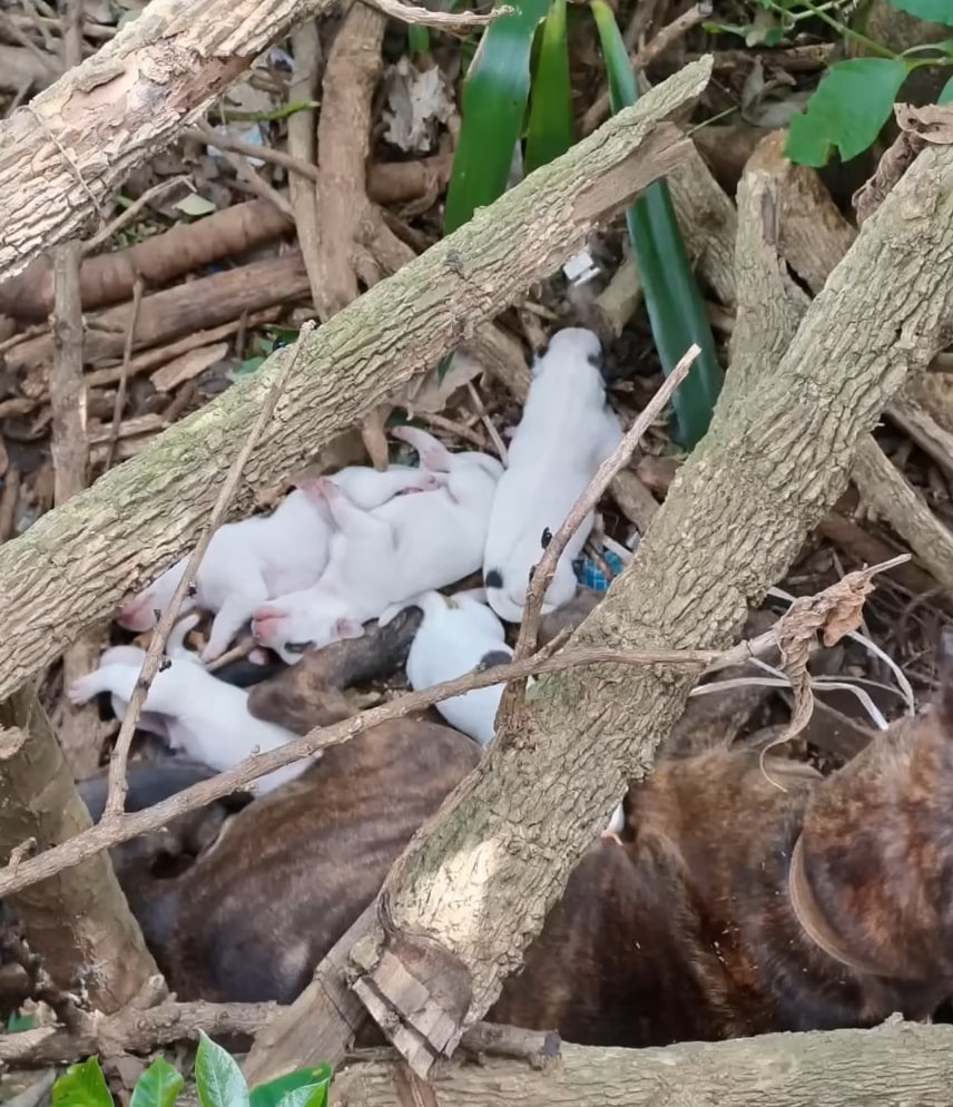 newborn puppies in the wood