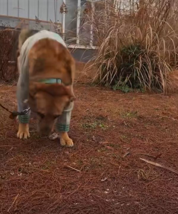 old dog walking on a leash